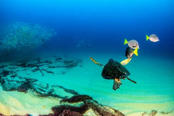 Tortue et poissons nageant dans les magnifiques eaux de Cozumel