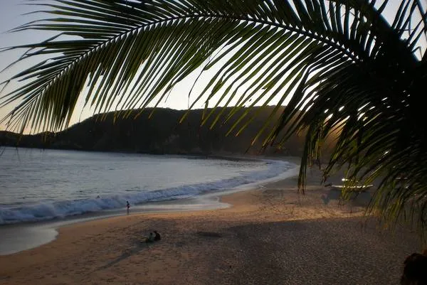 Palmier sur la plage de Mazunte dans l'Etat de Oaxaca
