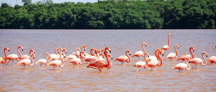 Groupe de flamants rose à Rio Lagartos dans le Yucatan