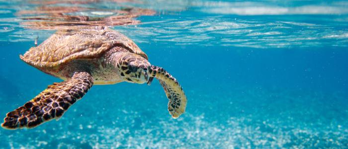 une tortue marine lors d'une sortie snorkeling à Tulum