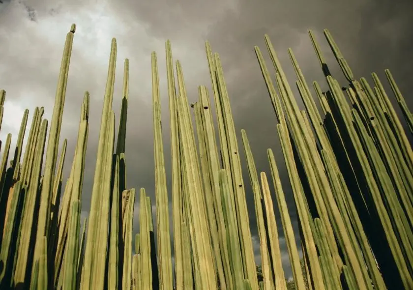 Photographie d'une plante d'agave, ressemblant à un cactus, utilisée dans la production de mezcal, illustrant la diversité botanique et la richesse culturelle de cette tradition mexicaine.