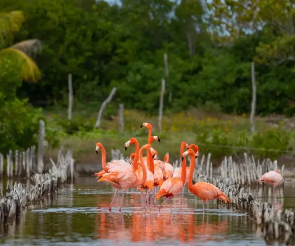 Photo circuit groupe Yucatan - Hola Mexique